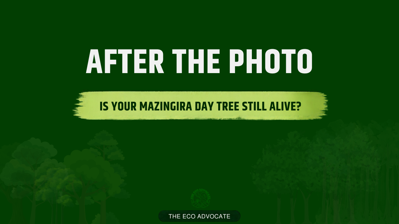 After the Photo: Is Your Mazingira Day Tree Still Alive?